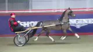 Royal Winter Fair Horse Show 2025 ft Junior Roadster Pony