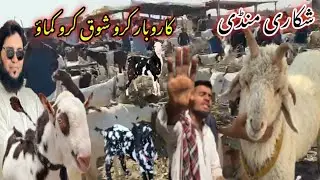 Bhains colony Bakra Mandi latest update| 3-Dec-2025🔥 shikari Mandi loot lo 😱🚨, 