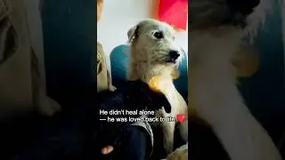 Отец и сын: любовь, которая исцеляет ❤️🐾 | Секрет выздоровления короля Карла