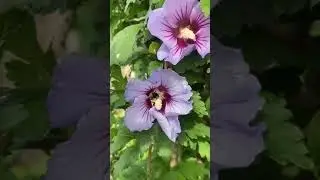 Bumble Bee covered in hibiscus pollen