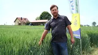 EUFORIA i WILEJKA // HR Strzelce // Przegląd odmian pszenicy #2 // MIFARM 2020