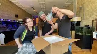Captive Bred Saltwater Fish Unboxing: The Cutest Yellow Tangs Ever!