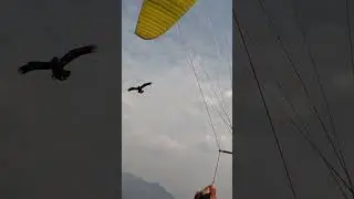 eagle versus paraglider how an eagle attacks a paraglider
