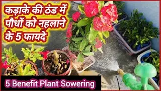 ❄️सर्दियों मे पौधों को नहलाने के 5 फायदे।// Benefit of Sowering Plants in Winter.//#garden tips🚿💯👌🏻🏡