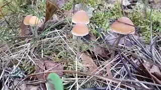 Гифолома окаймленная (Hypholoma marginatum)