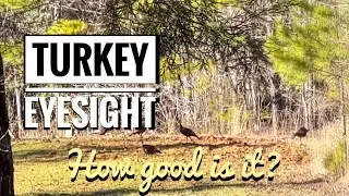 Turkey Eyesight - Just how good is it? #turkey #turkeyhunting