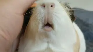 The Duke Of Boops! He Is A Grumpy Guinea Pig!