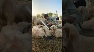 Snake 🐍 attacking sheep 🐏 caught