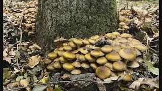 Hier war noch kein Pilzsammler! Unmengen an Hallimasch unter jeder Birke!