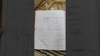 Assessment of pulse || procedure book of pulse rate || vital sign || Pulse procedure#english#hindi