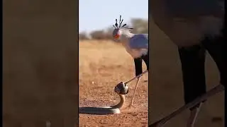 Deadly Stomps! Secretary Bird vs Cobra