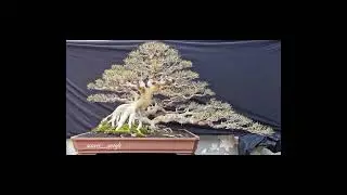 6 inspirasi bonsai amplas putih /ficus fraseri #bonsaiindonesia #inspiration #fyp #shorts