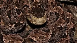 Bothrops asper (Terciopelo-Lanzenotter), Guatemala 🇬🇹 