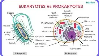 #Prokaryotic/Eukaryotic cell #biology #ncert #cbse 6-12 #comptetiveexams #gsscience #b.sc/M.sc