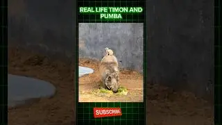 Real life Timon and Pumba #shorts #shortsfeed