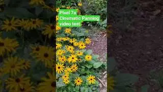 Google Pixel 7a cinematic panning mode camera video test