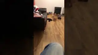 Scrappy doo puppy power