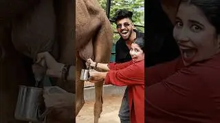 Mastani ഒട്ടകത്തിന്റെ പാൽ കറന്നത് കണ്ടോ😂