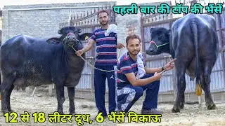 12 से 18 लीटर दूध की 6 भैंसें बिकाऊ। ब्रीड ऐसी के दिल खुश हो जाए। Raju Dairy Farm, Bathinda, Punjab