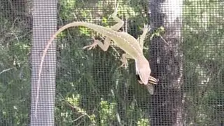 Green Anole Lizard Devours Horsefly