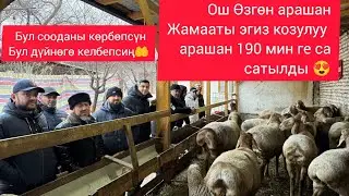 ЭГИЗ КОЗУСУ МН  АРАШАН КОЙДУН СООДАСЫ КЫЗЫДЫ МЫНДАЙ СООДАНЫ КӨРГӨН ЭМЕСМИН АРАШАН ОШ МН ӨЗГӨН ЖАМАТ😍