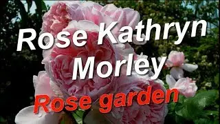 Rose Kathryn Morley Rose garden