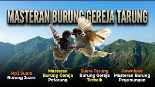 🔴 LIVE Gereja Tarung Gacor Nonstop 🔥 | Suara Tajam Asli Alam #masteranjernih #masteranburung #live