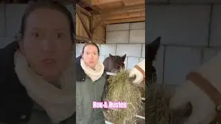 Schlechtes Heu = Husten? Tier&auml;rztin erkl&auml;rt warum 🐴