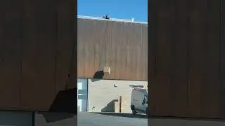 Need way to get boxes to the roof lol #asmr #shorts #viral #trending