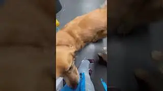 Swirling vs Twirling [Can you tell the difference?] #goldenretriever #funny #dog