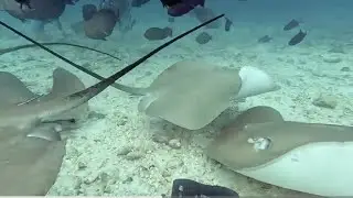 CROCIERA ALLE MALDIVE: Tank Fish Male Nord