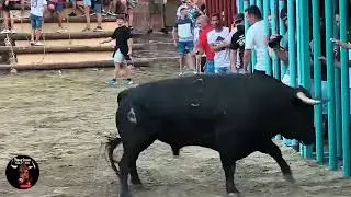 VILLAFAMES ( CS ) 21-8-2025 TORO CERRIL DE RAMOS VALLE 