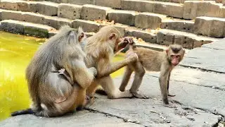 Monkey Love: Helping Each Other Out by Grooming for Insects! 🐒✨ #MonkeyCare #Teamwork