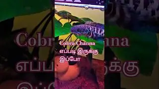 Cobra Channa எப்படி இருக்கு இப்போ #fishkeepinghobby #tamilfish #channafish