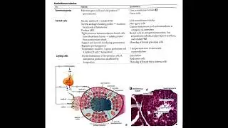 Seminiferous Tubules Explained (In Hindi Podcast) #medicalpodcast #SeminiferousTubules #leydigcells