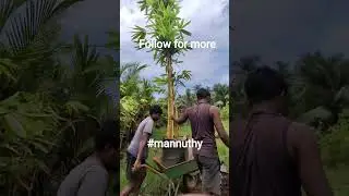 golden bamboo 12ft off to #newhome #mannuthy #joysgarden #landscapingandgardening #shortsfeed #plant