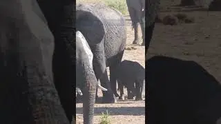 Elephants 🐘 A Baby Elephant's First Steps