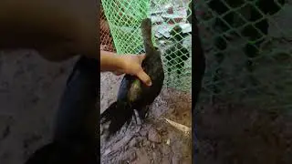 Black Fighter🐓 Fighting Murga