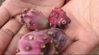 Kya aap logon Ne dekha Hai is fruit ko 🍎🍅🍑🍊🥭🍓🍒