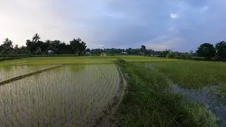 A Rainy Day Walk in a Beautiful Field | Peaceful Rain Walking Tour | 4k ASMR Walk
