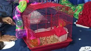 My New Black Syrian Hamster loves to play