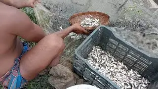 Small Fish Catching Village Technique | Best Small Fish Fishing in Swamp
