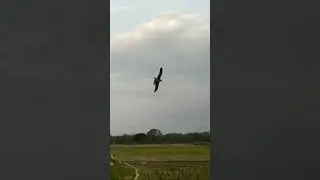 Elang BK (brahmini kite) belajar free fly