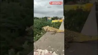 AI magic with Garden Lizard #shorts #ytshorts
