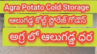Today Agra potato spot rate, Today agra potato spot price. 10-09-2022.