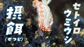 【超接写】セトイロウミウシの神秘的な摂食シーン！黒カイメンに出会った瞬間 | Goniobranchus setoensis Feeding Close-up