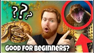 Is This the BEST Pet Snake for Beginners?