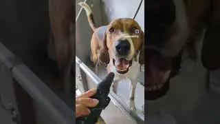 how to bath an American Foxhound #foxhound