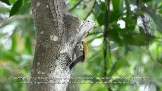 Common Flameback Woodpecker (Dinopium javanense) 4K