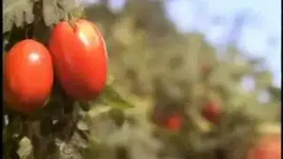 &laquo;Поджаренная&raquo; бабочка